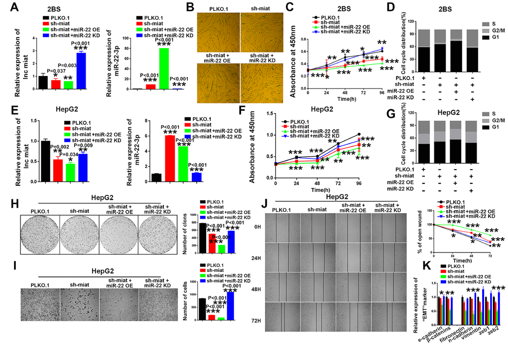 MiR-22-3p is essential for sustaining senescence-like phenotypes and inhibiting hepatic induction by sh-miat. (A) The mRNA levels of miat and miR-22-3p in 2BS cells infected with PLKO.1, sh-miat, or coinfected sh-miat with the miR-22-3p (miR-22 OE)/miR-22-3p inhibitor (miR-22 KD). The bars represent the mean and SD of three independent experiments, *P B) Cellular senescence assay by SA-β-gal staining in 2BS cells infected with PLKO.1, sh-miat, or coinfected sh-miat with the miR-22-3p (miR-22 OE)/miR-22-3p inhibitor (miR-22 KD). (C) Cell proliferation was measured using CCK-8 assays in 2BS cells infected with PLKO.1, sh-miat, or coinfected sh-miat with the miR-22-3p (miR-22 OE)/miR-22-3p inhibitor (miR-22 KD). The bars represent the mean and SD of three independent experiments, *P D) Cell cycle assay was performed in 2BS cells (n=3) infected with PLKO.1, sh-miat, or coinfected sh-miat with the miR-22-3p (miR-22 OE)/miR-22-3p inhibitor (miR-22 KD). (E) The expression of miat and miR-22-3p in HepG2 cells infected with PLKO.1, sh-miat, or coinfected sh-miat with the miR-22-3p (miR-22 OE)/miR-22-3p inhibitor (miR-22 KD). The bars represent the mean and SD of three independent experiments, *P F) Cell proliferation was measured using CCK-8 assays in HepG2 cells infected with PLKO.1, sh-miat, or coinfected sh-miat with the miR-22-3p (miR-22 OE)/miR-22-3p inhibitor (miR-22 KD). The bars represent the mean and SD of three independent experiments, *P G) Cell cycle assay was performed in HepG2 cells (n=3) infected with PLKO.1, sh-miat, or coinfected sh-miat with the miR-22-3p (miR-22 OE)/miR-22-3p inhibitor (miR-22 KD). (H) Cell colony formation assay shown at 14 days after infected with PLKO.1, sh-miat, or coinfected sh-miat with the miR-22-3p (miR-22 OE)/miR-22-3p inhibitor (miR-22 KD) in HepG2 cells. The colony number per field was calculated and is shown in the right panel; n=3, *P I) Representative images of the migratory cells by Transwell assay were captured 24 h after the cells were inoculated, and the results are summarized in the right panel; n=3, *P J) Representative images of the HepG2 cell wound-healing assay were captured at 0, 24, 48 and 72 h after scratching. The wound closure distance was measured with the software from the Leica Application Suite; n=3, *P K) RT-PCR assay of EMT markers was performed in HepG2 cells infected with PLKO.1, sh-miat, or coinfected sh-miat with the miR-22-3p (miR-22 OE)/miR-22-3p inhibitor (miR-22 KD). The bars represent the mean and SD of three independent experiments, *P 