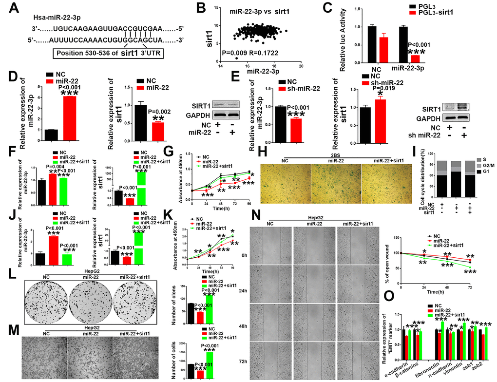 sirt1 is a downstream target of miR-22-3p. (A) Schematic representation of miR-22-3p predicted binding site in the 3′-UTR of sirt1 mRNAs. (B) Spearman's correlation coefficient analysis of miat and miR-22-3p expression in TCGA database. (C) Sirt1 cDNA was cloned downstream of the luciferase gene (PGL3-sirt1) and transfected into HepG2 cells with miR-22-3p or NC. Luciferase activity was detected 48 h after transfection. The bars represent the mean and SD of three independent experiments, *P D) The mRNA and protein levels of sirt1 were decreased when HepG2 cells were transfected with miR-22-3p (miR-22). The bars represent the mean and SD of three independent experiments, *P E) The mRNA and protein levels of sirt1 were increased when HepG2 cells were transfected with the miR-22-3p inhibitor (sh-miR-22). Data are expressed as the mean ± SD. n=3. *P F) The mRNA levels of miR-22-3p and sirt1 in 2BS cells infected with the NC, miR-22-3p or co-infected with the miR-22-3p with sirt1. The bars represent the mean and SD of three independent experiments, *P G) Cell proliferation was measured using CCK-8 assays in 2BS cells infected with the NC, miR-22-3p or co-infected with the miR-22-3p with sirt1. Data are expressed as the mean ± SD. n=4. *P H) Cellular senescence assay by SA-β-gal staining in 2BS cells infected with the NC, miR-22-3p or co-infected with the miR-22-3p with sirt1. (I) Cell cycle assays were performed in 2BS cells infected with the NC, miR-22-3p or co-infected with the miR-22-3p with sirt1. (J) The mRNA levels of miR-22-3p and sirt1 in HepG2 infected with the NC, miR-22-3p or co-infected with the miR-22-3p with sirt1. The bars represent the mean and SD of three independent experiments, *P K) Cell proliferation was measured using CCK-8 assays in HepG2 cells infected with the NC, miR-22-3p or co-infected with the miR-22-3p with sirt1. The bars represent the mean and SD of three independent experiments, *P L) Cell colony formation assay was performed 14 days after HepG2 cells were infected with the NC, miR-22-3p or co-infected with the miR-22-3p with sirt1. The bars represent the mean and SD of three independent experiments; *P M) Transwell assays were captured 24 h after the cells were inoculated, and the results are summarized in the right panel. The bars represent the mean and SD of three independent experiments; *P N) Representative images of the HepG2 cell wound-healing assay were captured at 0, 24, 48 and 72 h after scratching. The wound closure distance was measured with the software from the Leica Application Suite. The bars represent the mean and SD of three independent experiments; *P O) RT-PCR assay of EMT markers was performed in HepG2 cells infected with the NC, miR-22-3p or co-infected with the miR-22-3p with sirt1; *P 