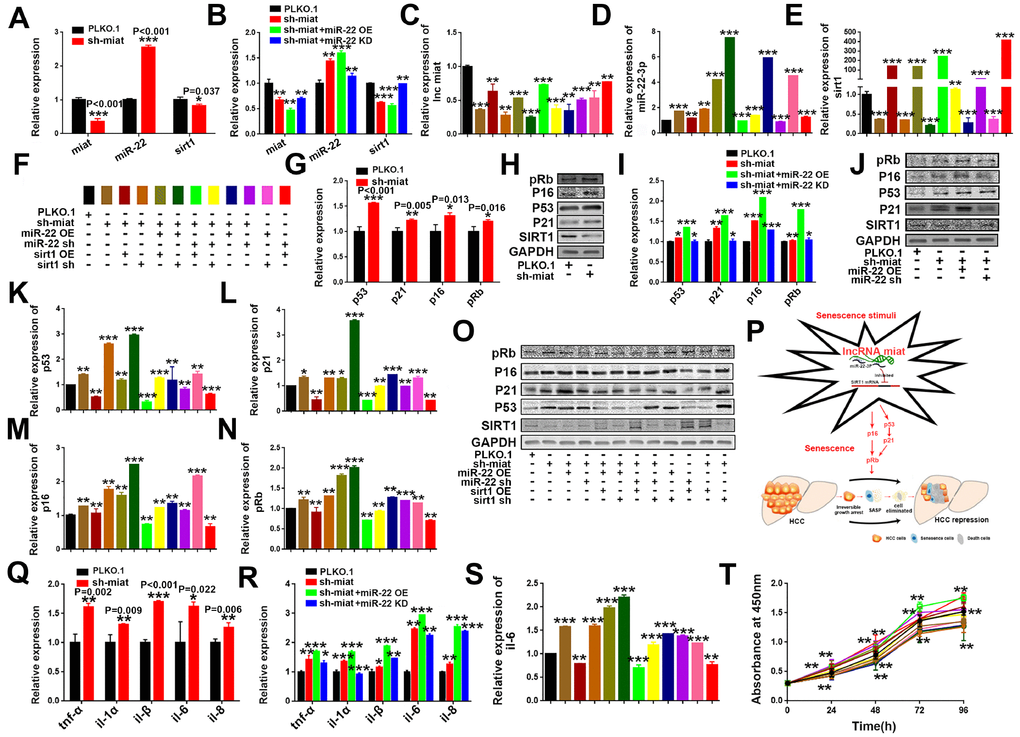LncRNA miat silencing activates the p53/p21 and p16/pRb signaling pathways and promotes the production of SASP in HepG2 cells. (A) RT-PCR analysis for the expression levels of miat, miR-22-3p and sirt1 in sh-miat HepG2 cells. The bars represent the mean and SD of three independent experiments; *P B) RT-PCR analysis for the expression levels of miat, miR-22-3p and sirt1 in HepG2 cells infected with PLKO.1, sh-miat, or co-infected with sh-miat with the miR-22-3p (miR-22 OE) /miR-22-3p inhibitor (miR-22 KD). The bars represent the mean and SD of three independent experiments; *P C–E) RT-PCR analysis for the expression levels of miat, miR-22-3p and sirt1 in HepG2 cells with different treatments. The bars represent the mean and SD of three independent experiments; *P F) The specific color corresponding to different experimental groups in Figure 6C–6E, 6K–6N, 6S, 6T. (G) RT-PCR analysis of the expression levels of the p53/p21 and p16/pRb signaling pathways in sh-miat HepG2 cells. The bars represent the mean and SD of three independent experiments; *P H) The protein levels of sirt1, p53/p21 and p16/pRb were measured by western blotting. (I) RT-PCR analysis for the expression levels of the p53/p21 and p16/pRb signaling pathway in HepG2 cells infected with PLKO.1, sh-miat, or co-infected with sh-miat with the miR-22-3p (miR-22 OE) /miR-22-3p inhibitor (miR-22 KD). The bars represent the mean and SD of three independent experiments; *P J) Protein levels of sirt1, p53/p21 and p16/pRb were measured by western blotting in HepG2 cells infected with PLKO.1, sh-miat, or co-infected with sh-miat with the miR-22-3p (miR-22 OE) /miR-22-3p inhibitor (miR-22 KD). (K–N) RT-PCR analysis for the expression levels of the p53/p21 and p16/pRb signaling pathway in HepG2 cells with different treatments as described in Figure 6F. The bars represent the mean and SD of three independent experiments; *P O) Protein levels of sirt1, p53/p21 and p16/pRb were measured by western blotting in HepG2 cells with different treatments. (P) Schematic overview of the study design. (Q) RT-PCR analysis for the expression of selected SAS P components (tnf-α, il-1α, il-1β, il-6 and il-8) was analyzed by quantitative PCR in sh-miat HepG2 cells. The bars represent the mean and SD of three independent experiments; *P R) RT-PCR analysis for the expression of selected SASP components (tnf-α, il-1α, il-1β, il-6 and il-8) was analyzed by quantitative PCR in HepG2 cells infected with PLKO.1, sh-miat, or co-infected with sh-miat with the miR-22-3p (miR-22 OE) /miR-22-3p inhibitor (miR-22 KD). The bars represent the mean and SD of three independent experiments; *P S) RT-PCR analysis for the expression of selected SASP components. il-6 was analyzed by quantitative PCR in HepG2 cells with different treatments. The bars represent the mean and SD of three independent experiments; *P T) Cell proliferation was measured using CCK-8 assays in HepG2 cells with different treatments; n=4, *P 