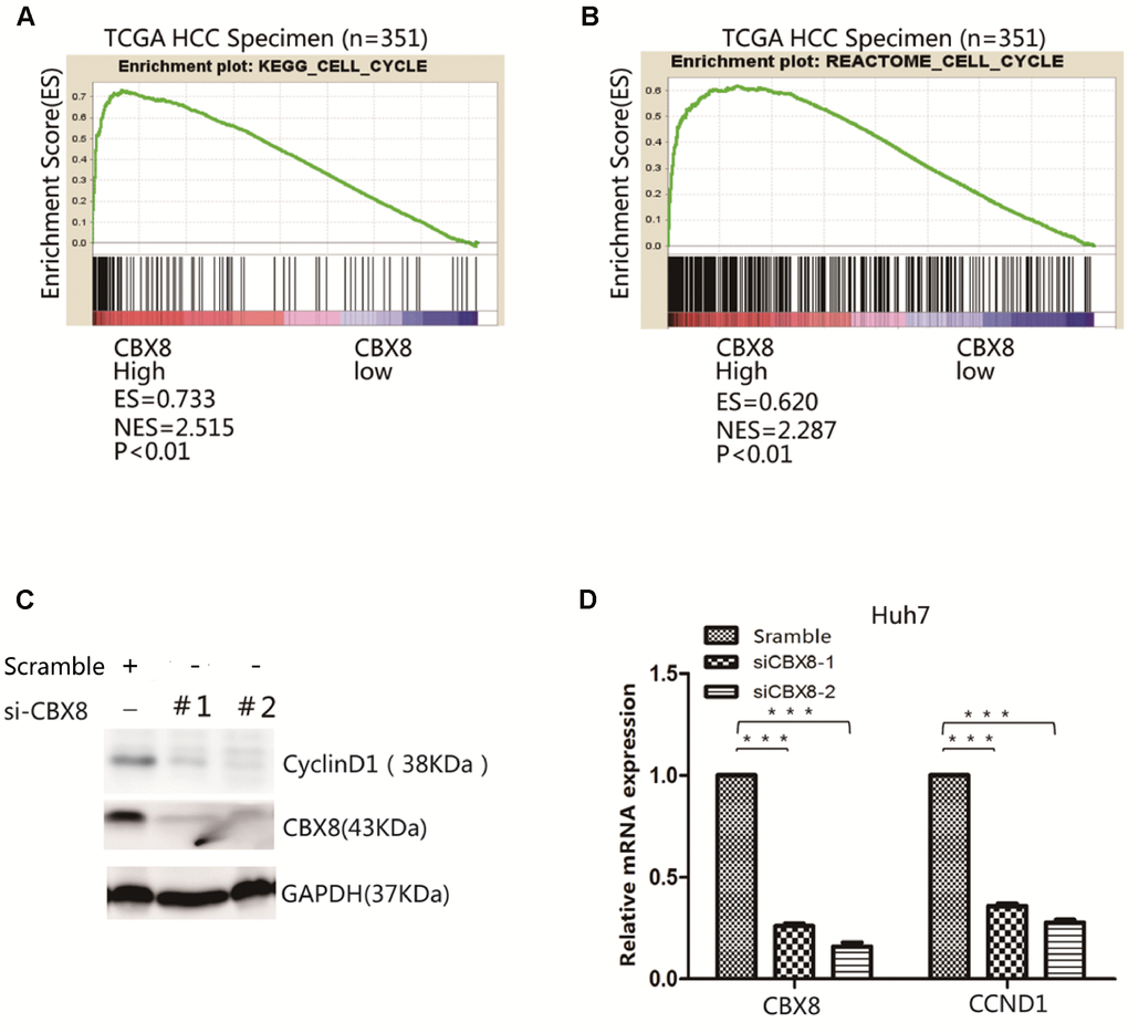 CBX8 is positively correlated with cell cycle signaling pathway. (A–B) Results of Gene Set Enrichment Analysis (GSEA) were plotted to visualize the correlations between CBX8 cell cycle gene signatures in the TCGA cohort (P C–D) Both protein and mRNA levels of CyclinD1 in CBX8 Knockdown Huh7 cells, as detected by western blotting and q-RT-PCR.
