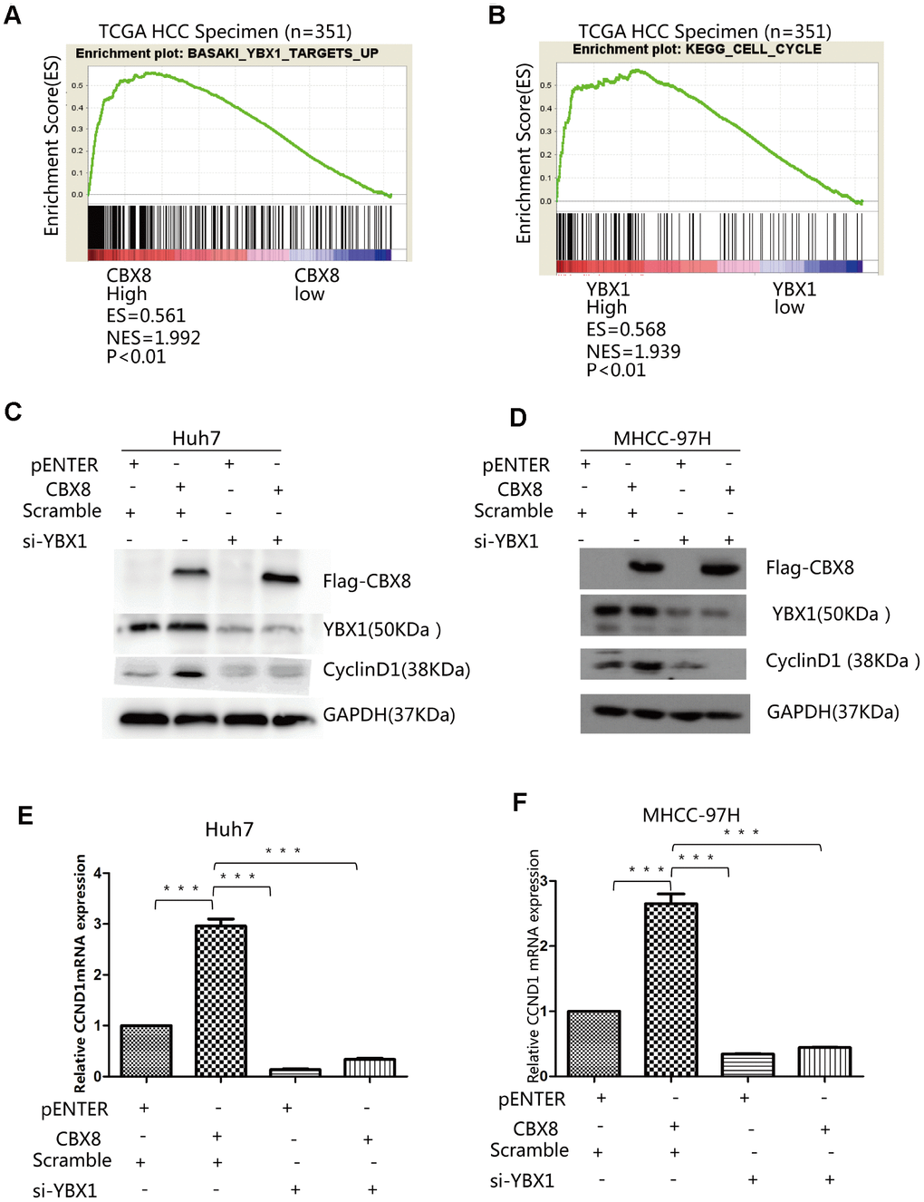 CBX8 increase levels of CyclinD1 through YBX1. Results of GSEA were plotted to visualize the correlation between the expression of CBX8 (A) or YBX1 (B) and gene signatures of YBX1 target up or KEGG cell cycle in the TCGA cohort (P C–F) Both protein and mRNA levels of CyclinD1 in Huh7 and MHCC-97H cells-overexpressing CBX8 or YBX1 knock-down as detected by western blotting and q-RT-PCR.