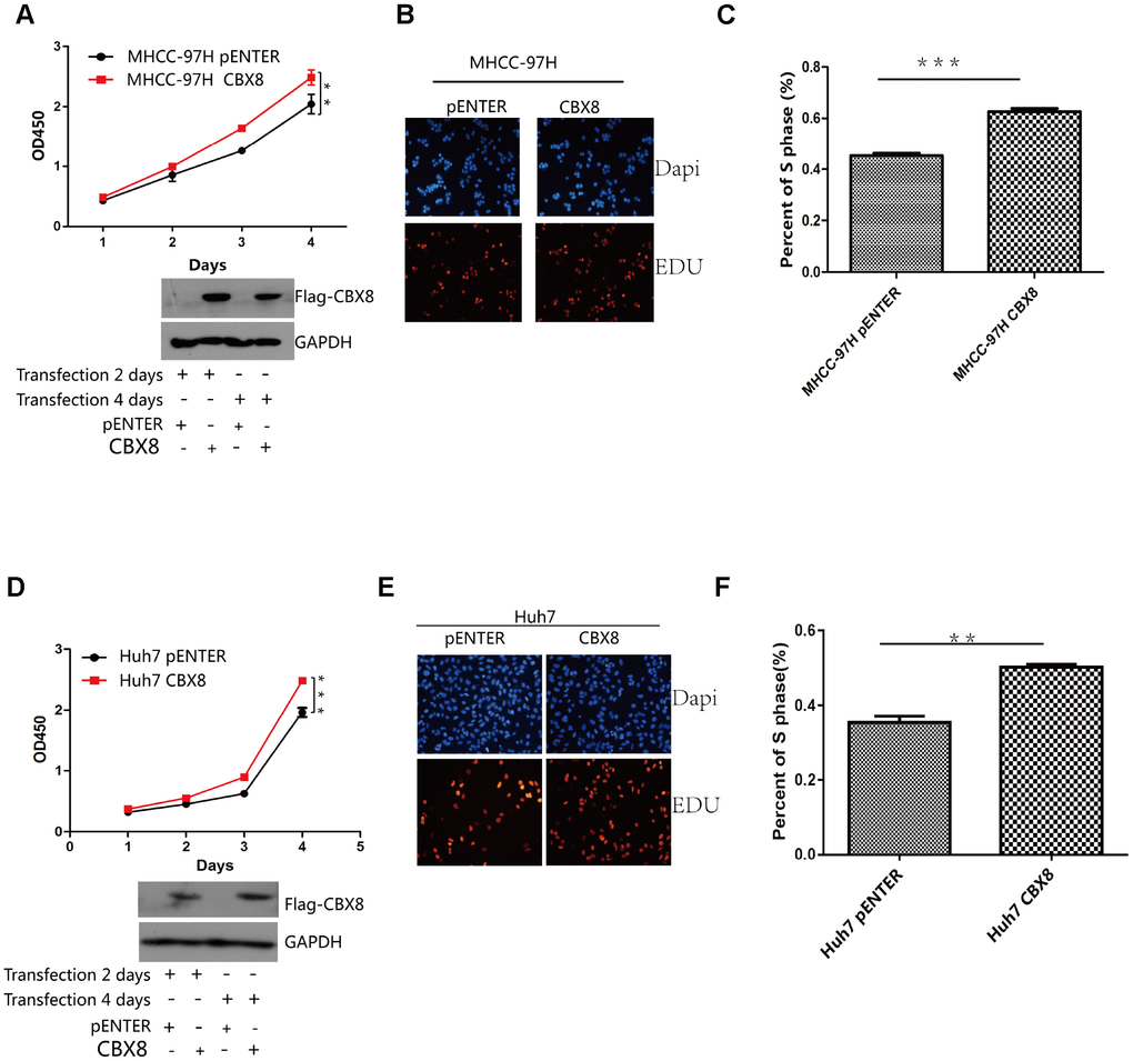 CBX8 overexpression promotes cell proliferation. (A and D) Cell proliferation was evaluated by the CCK-8 assay. (B–F) Effect of CBX8 on cell proliferation as measured by EdU assays *P 