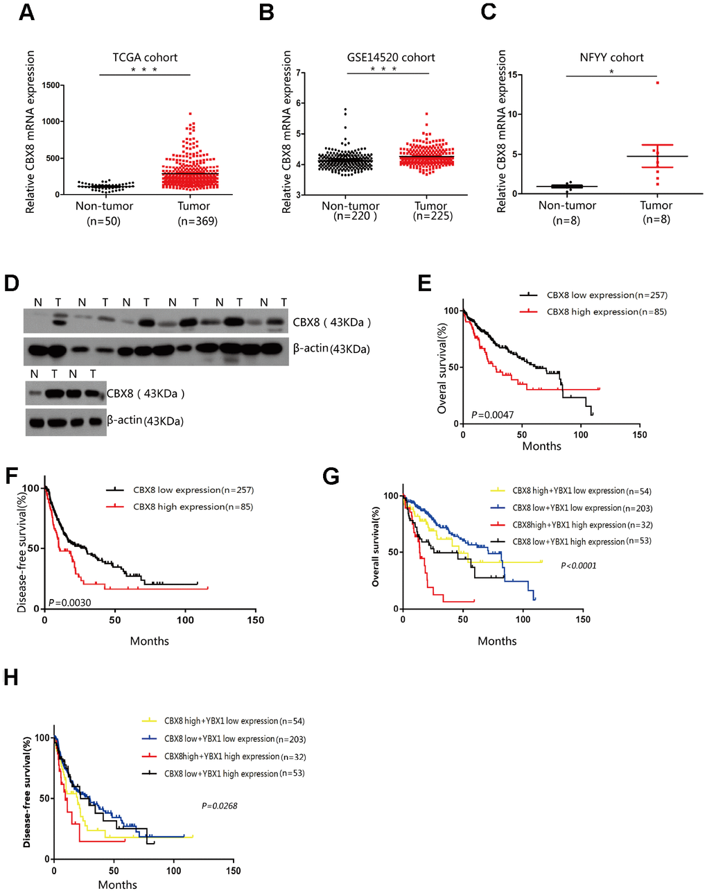 CBX8 expression is up-regulated in HCC and is correlated with poor prognosis. (A–B) Expression of CBX8 in the TCGA and GSE14520 cohorts (P C) Expression levels of CBX8 in HCC tissues and adjacent non-tumor tissues (NFYY cohort) as measured by qRT-PCR analysis (P D) The protein expression of CBX8 in 8 HCC samples was determined by western blotting. (E, F) Kaplan-Meier analysis of the overall and disease-free survival in the TCGA cohort based on CBX8 expression (G, H) Kaplan-Meier analysis of the overall and disease-free survival in the TCGA cohort based on CBX8 and YBX1 expression.
