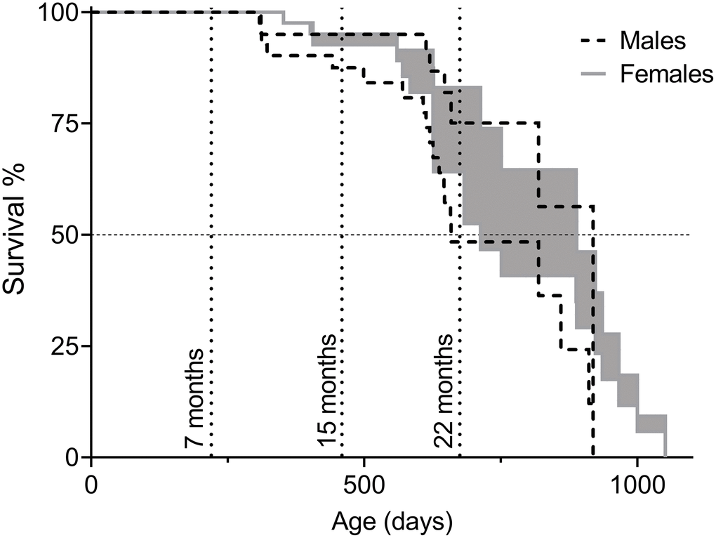 Survival of C57BL/6N×BALB/c F2 hybrid male and female mice presented as intervals of natural lifespan. The lower limit of the lifespans, referred to as “Survival Curve A” in Table 2, was obtained by considering euthanization of animals as the same fate as natural death and the upper limit of the lifespans, referred to as “Survival Curve B” in Table 2, by considering euthanized animals as healthy upon removal (censored) and only animals that died of intrinsic causes were counted as deaths. Animals in the cohorts for behavioral assessment were included in the survival analysis until the time of their first test (7, 15, or 22 months of age). Timepoints are indicated by dotted vertical lines. Total number of animals: nmales=48, nfemales=51.