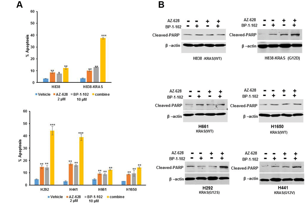 The combination of AZ628 and BP-1-102 induced cell apoptosis increase. (A) Flow cytometry was performed to detect cell apoptosis induced by single or combination drugs in KRAS(G12D) H838, KRAS(G12S) H292, KRAS(G12V) H441, KRAS(WT) H838, H661and H1650 cells. * pB) Western blot was performed to detect cleaved PRAP protein levels caused by single or combination drugs in different cells.