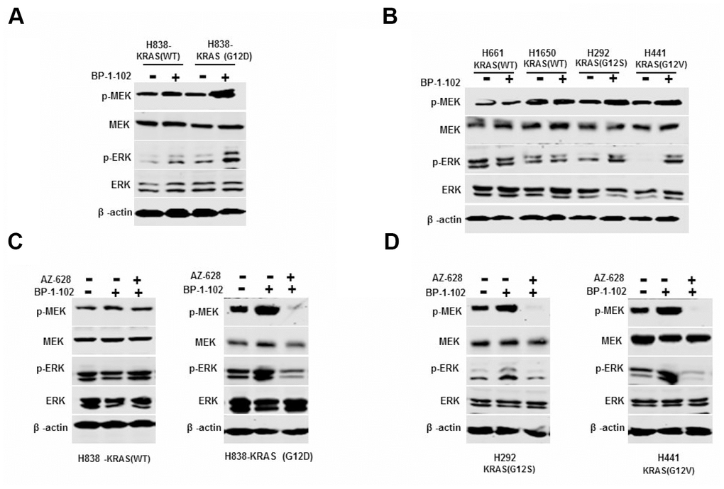 Combined AZ628 and BP-1-102 blocked MEK/ERK signaling pathway. (A) Western blot determined the protein levels of p-MEK and p-ERK in H838 and KRAS(G12D) cells treated with BP-1-102 alone. (B) Western blot determined the protein levels of p-MEK and p-ERK in KRAS(G12S) H292 and KRAS(G12V) H441 cells, as well as KRAS(WT) H661and H1650 cells treated with BP-1-102 alone. (C) Western blot determined the protein levels of p-MEK and p-ERK in KRAS(WT) H838 and KRAS(G12D) H838 cells treated with AZ628 and BP-1-102combination drugs. (D) Western blot determined the protein levels of p-MEK and p-ERK in KRAS(G12S) H292 and KRAS(G12V) H441 cells treated with AZ628 and BP-1-102combination drugs.