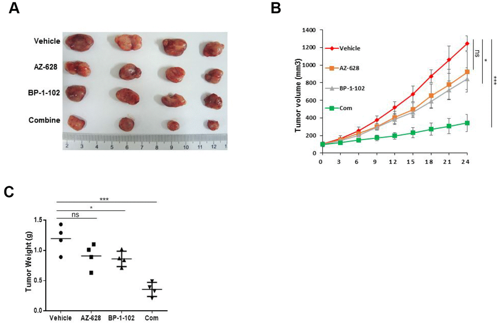 Combined AZ628 and BP-1-102 inhibited tumor growth in vivo. (A) Photographs of the xenograft KRAS(G12V) H441 tumors treated with single or combination drugs. (B) Tumor volume was measured. (C) Tumor weight was measured. *p