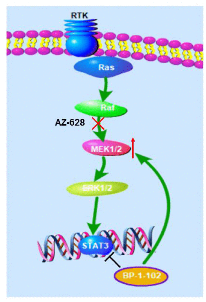 Proposed model. Pictures showing that AZ628 and BP-1-102 combination inhibits RAS-mutant lung cancer cells by markedly abrogating MEK/ERK signaling pathway activation.