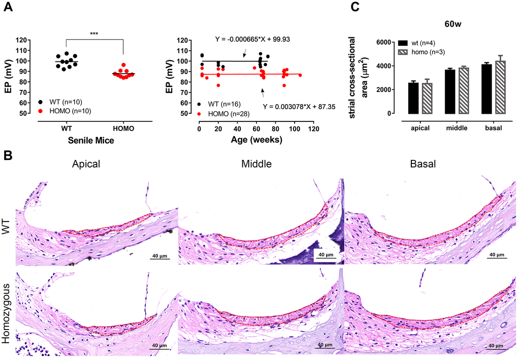 Endocochlear potential (EP) measurement and Stria Vascularis morphology in KI mice. (A) Significantly reduced EP in senile homozygous mice (ranging from 60 weeks old to 90 weeks old) (Left panel, ***P 0.05, linear regression). (B) Representative H&E staining of Stria vascularis for all three turns with cross-sectional areas outlined for quantitative analysis (scale bar, 40 μm). (C) Histogram illustrating the averaged cross-sectional area of Stria Vascularis of 60 weeks old cochleae (Mean + SEM). The cross-sectional area showed no significant difference between wild-type and homozygous mice (P>0.05, two-way ANOVA followed by Bonferroni post-test).