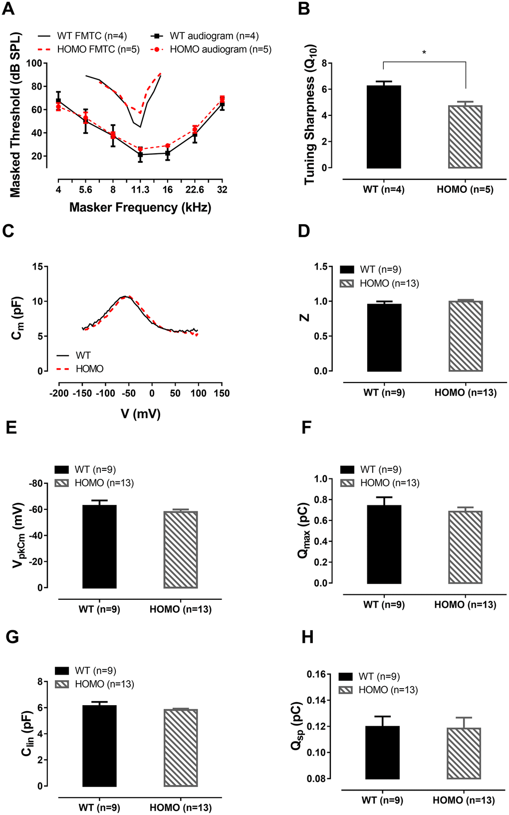 ABR forward masking tuning curves and outer hair cell (OHC) patch clamp recordings in KI mice at 20 weeks. (A) Homozygous mice exhibited no significant ABR threshold elevation (P>0.05, two-way ANOVA followed by Bonferroni post-test). Averaged ABR forward masking tuning curves of 11 kHz probe tone were also presented as a function of masker frequency. The averaged tip threshold of homozygous mice showed no significant difference compared to those of wild-type mice (P>0.05, Student’s unpaired t-test with Welch’s correction). The tail portions of the FMTC overlapped between the two genotype groups. Averaged audiograms from the same tested animals were provided for reference. (B) Significantly lower Q10 values measured in homozygous mice compared with their wild-type counterparts (6.228 ± 0.3705 and 4.712 ± 0.3353, Mean ± SEM for wild-type and homozygotes, respectively, *P=0.0204, Student’s unpaired t-test with Welch’s correction). (C) Representative OHC NLC traces from 20 week-old wild-type and homozygous mice. (D–G) No significant difference was found between the Z value, VpkCm, Qmax and Clin of both genotypes (all P>0.05, Student’s unpaired t-test with Welch’s correction). (H) Normalized Prestin’s charge density Qsp, derived from Qmax/Clin, showing no difference between the two groups (P>0.05, Student’s unpaired t-test with Welch’s correction).