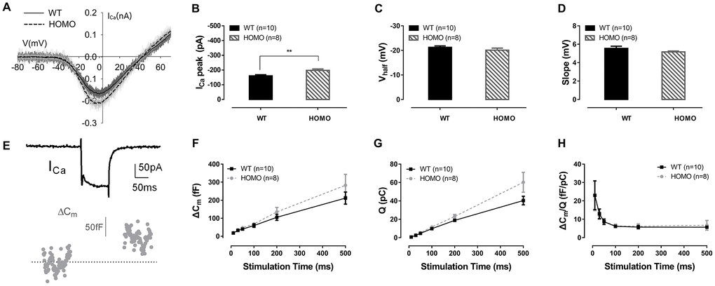 Inner hair cell (IHC) patch clamp recordings in KI mice. (A) Representative calcium currents (ICa) induced by voltage ramps in IHCs of wild-type and homozygous mice. (B) The ICa peak of homozygous mice was significantly lower than wild-type mice (**P= 0.0091, t=2.978, df=15.49, Student’s unpaired t-test with Welch’s correction). (C) Vhalf, and (D) slope of Ica showed no significant difference between the two genotype groups (P>0.05, Student’s unpaired t-test with Welch’s correction). (E) Representative whole-cell ICa and membrane capacitance (Cm) traces. Exocytosis was triggered by calcium current in response to a single step depolarization. (F) Homozygous mice exhibited no significant membrane capacitance change (ΔCm), (G) calcium charge (Q) or (H) ΔCm/Q, representing Ca2+ efficiency in triggering exocytosis (all P>0.05, two-way ANOVA followed by Bonferroni post-test).