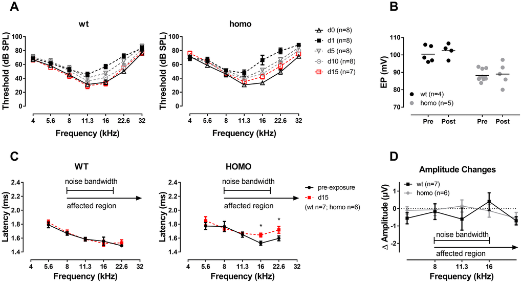 ABR analysis and EP measurement in KI mice after noise exposure. (A) ABR audiograms tracking changes of thresholds after one episode of a two-hour, 100 dB SPL, 8-16 kHz band-pass noise exposure. ABR thresholds of both groups recovered to the baseline level at 15 days after noise exposure (P>0.05 for both genotypes, two-way ANOVA followed by Bonferroni post-test). (B) EPs didn’t change in both wild-type and homozygous mice at day 15 of noise exposure (P>0.05, Student’s unpaired t-test with Welch’s correction). Baseline EPs were obtained by pooling data from young individuals less than 20 weeks old in Figure 3. (C) Comparison of Wave I latencies of day 0 (pre-exposure) and day 15 at 90dB SPL showing that homozygous mice presented a tendency of prolonged latency in frequencies above 11.3 kHz (*P=0.021, F(1,5)=11.003 at 16 kHz and *P=0.016, F(1,5)=12.961 at 22.6 kHz, two-way ANOVA followed by Bonferroni post-test). (D) Summary of ABR Wave I amplitude showing no significant difference between the two genotypes (P>0.05 for all frequencies, two-way ANOVA followed by Bonferroni post-test). ΔAmplitude=day 15 amplitude at 90 dB SPL - day 0 amplitude at 90 dB SPL.