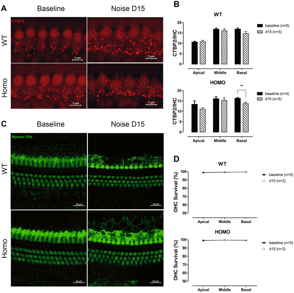 IHC synapse and OHC count in KI mice after noise exposure. (A) Representative confocal images of IHC CTBP2 puncta before and after noise exposure. (Scale Bar, 5μm). (B) Histograms summarizing averaged number of CTBP2 puncta at different turns (Mean + SEM). Reduction of CTBP2 was only observed at the basal turn in homozygous mice 15 days after noise exposure (*P=0.024, F(1,4)=12.423, two-way ANOVA followed by Bonferroni post-test). (C) Representative confocal images of hair cells before and after noise exposure. (Scale Bar, 20μm). (D) OHC survivals at day 0 and 15 were compared. No significant hair cell loss was observed in both genotypes in all three turns (all P>0.05, two-way ANOVA followed by Bonferroni post-test). Baseline images and data were obtained from the same group of 20-week-old animals as in Figure 6.