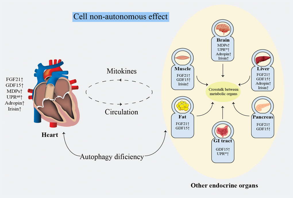 Systematic metabolism regulated by cell non-autonomous effect. FGF21: fibroblast growth factor 21; GDF15: growth differentiation factor 15; GI: gastrointestinal; MDPs: mitochondria-derived peptides; UPRmt: mitochondrial unfolded protein response.