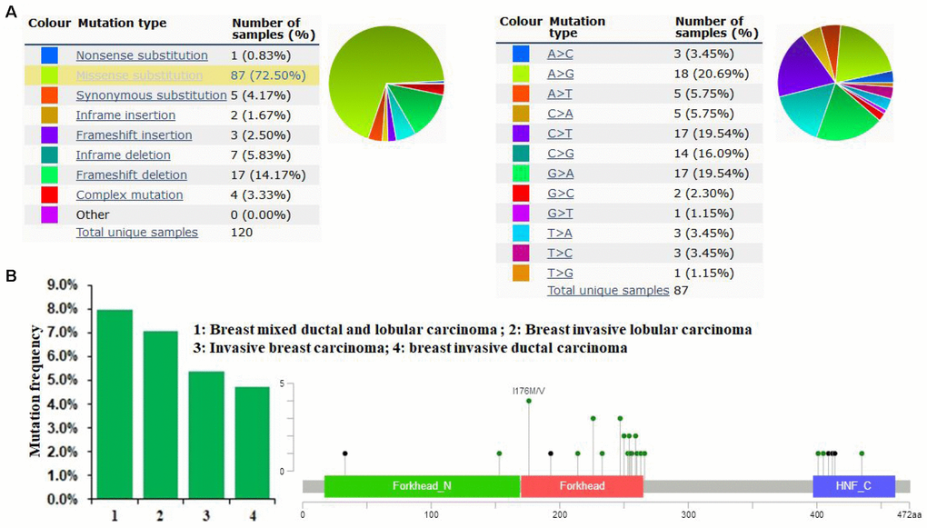 FOXA1 mutations in human breast cancer. (A) The pie chart generated using COSMIC summarizes the observed mutation types, including nonsense substitutions, missense substitutions, synonymous substitutions, in-frame insertions, frameshift insertions, in-frame deletions, frameshift deletions, and complex mutations. (B) As determined using cBioPortal, the FOXA1 mutation frequency was less than 8% in patients with breast cancer. A total of 33 mutation sites were detected between amino acids 0 and 472. The FOXA1 mutation occurs primarily in the Forkhead domain.