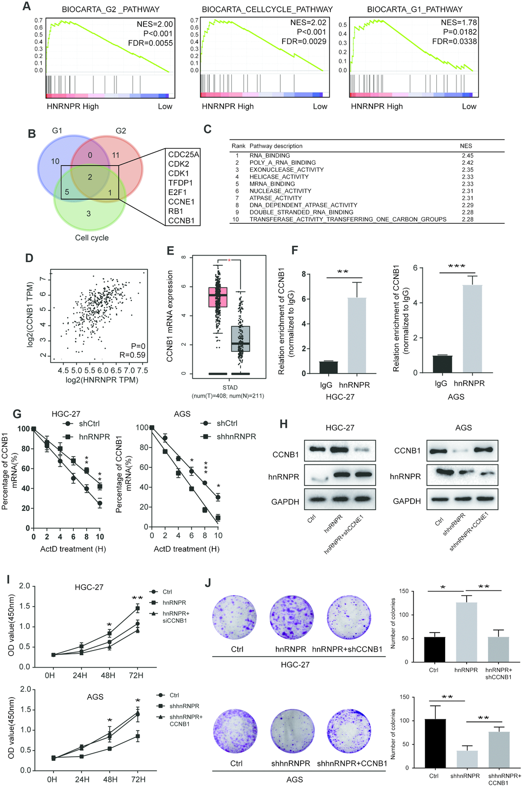 hnRNPR promoted gastric cell proliferation by binding CCNB1 mRNA. (A) GSEA showed that high hnRNPR expression was positively correlated with cell cycle pathway, G2 pathway, and G1 pathway. (B) Venn graph revealed that CDC25A, CDK2, CDK1 TFDP1, E2F1, CCNE1, RB1, CCNB1 overlapped in the three groups. (C) Pathway enrichment analysis showed that “RNA binding” is the top one with significance. (D) The expression of hnRNPR was positively correlated with the expression of CCNB1. (E) The level of CCNB1 was higher in tumors than that in normal tissues. (F) RIP-PCR indicated that CCNB1 mRNA is significantly increased hnRNPR groups in HGC-27 and AGS cell lines. (G) CCNB1 mRNA stability analysis in HGC-27 and AGS cells after actinomycin D (ActD) treatment. Cells were transfected with hnRNPR or shhnRNPR or a control. Cells were harvested at the indicated timepoints. Expression levels were normalized to “0 h” and GAPDH was used as reference gene. (H) HGC-27-control and HGC-27-hnRNPR cells were transfected with shRNA control or shRNA against CCNB1 for western blot, and AGS-control and AGS-shRNPR cells transfected with control or CCNB1 plasmid for western blot. (I) CCK8 and (J) colony formation assays showed that CCNB1 knockdown partially attenuated the enhanced cell proliferation induced by hnRNPR overexpression in HGC-27 cells, while CCNB1 overexpression partially rescued the inhibition of cell growth induced by hnRNPR silencing in AGS cells. Data are from three independent experiments performed in triplicate. P values were calculated with two-tailed unpaired Student’s t test. The expression correlation was determined with Pearson’s correlation analysis. *, P