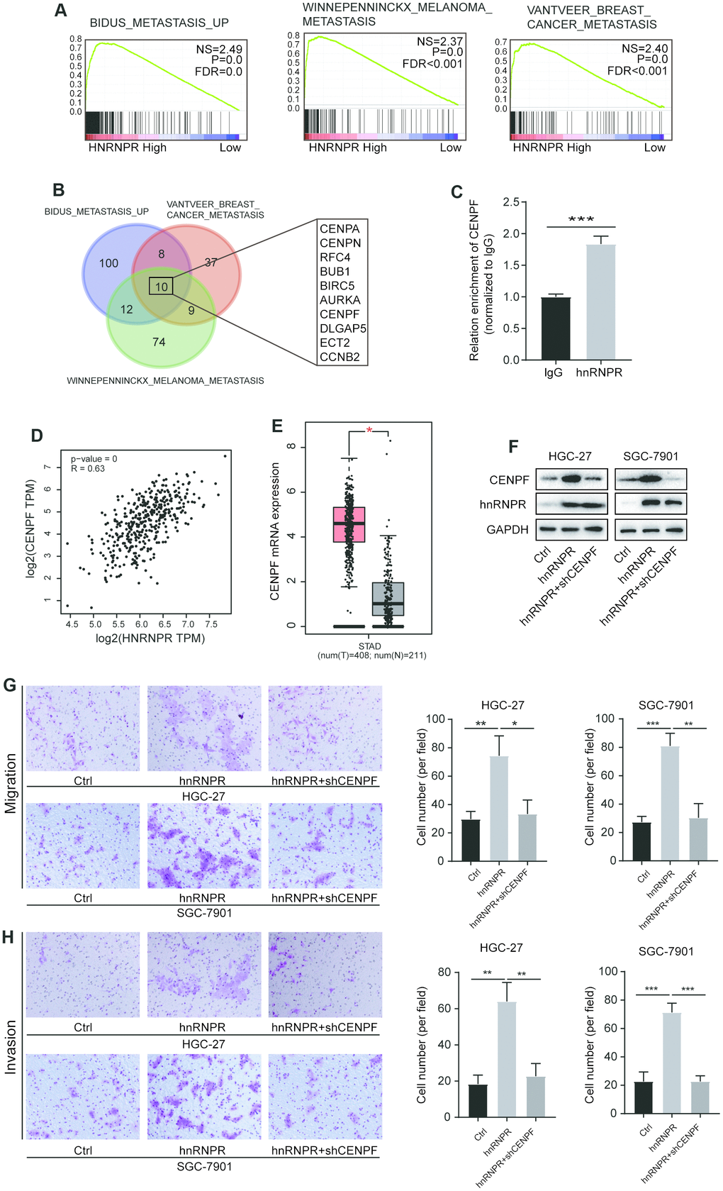 HnRNPR promoted cancer aggressiveness by binding CENPF mRNA. (A) GSEA analysis indicated that high hnRNPR expression positively correlated with three metastasis signatures. (B) Venn graph indicated that CENPA, CENPN, RFC4, BUB1, BIRC5, AURKA, CENPF, DLGAP5, ECT2, and CCNB2 were overlapped in the three groups. (C) The expression of CENPF was positively correlated with that of hnRNPR. (D) The CENPF expression in gastric tumors was significantly higher than that in normal tissues in TAGC-STAD database. (E) RIP-PCR revealed that CENPF RNA is enriched in the hnRNPR group compared to the control. (F) Two (HGC-27 and SGC-7901) cell lines control and hnRNPR cells were transfected with shRNA control or shRNA against CENPF for Immuno-blotting. (G) Migration and (H) invasion assays showed that inhibition of CENPF rescued the aggressiveness induced by hnRNPR in SGC7901 and HGC-27 cell lines. Data were from three independent experiments performed in triplicate. P values were calculated with two-tailed unpaired Student’s t test. The expression correlation was determined with Pearson’s correlation analysis. *, P