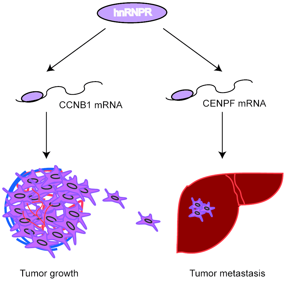 Proposed model: hnRNPR protein directly binds to CCNB1/CENPF mRNA to enhance its stability, leading to increased cell proliferation and invasiveness in gastric cancer.