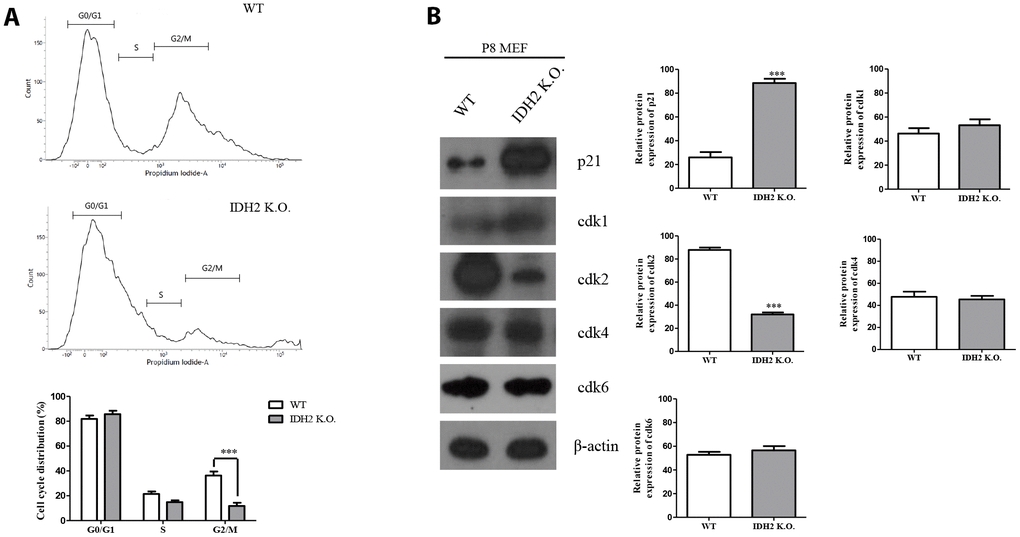 Downregulation of Idh2 promotes senescence in mouse embryonic fibroblasts (MEFs) through suppressing Cdk2. (A) Wild type and Idh2 knockout MEFs were incubated with propidium iodide for 15 min at 37°C. Cell cycle was detected with flow cytometry. (B) Cyclin-dependent kinase protein levels were detected with western blot analysis in wild type and Idh2 knockout MEFs. The following antibodies were used for detection: anti-p21, anti-Cdk1, anti-Cdk2, anti-Cdk4, anti-Cdk6, and anti-β-actin. Data are expressed as means ± SD (n = 3). *p p p 