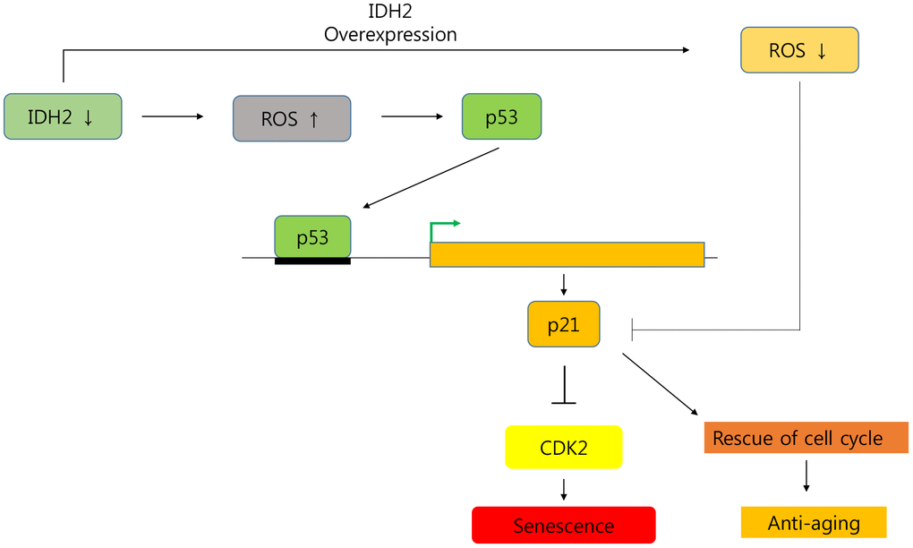 Graphical abstract of the senescence pathway in Idh2-deficient conditions.Idh2 deficiency-induced ROS generation accelerates p53 and p21 signaling pathways which inhibit Cdk2 expression. Furthermore, overexpression of Idh2 prevented senescence-associated phenotypes by decreasing the levels of senescence signaling pathway-associated proteins p21 and p53.
