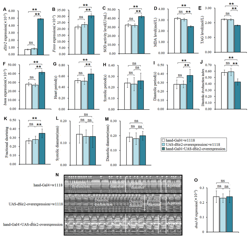 The influence of cardiac dSir2 overexpression on the heart in 7-weeek-old flies. (A) Cardiac dSir2 expression. (B) Cardiac Foxo expression. (C) Cardiac SOD activity level. (D) Cardiac MDA level. (E) Cardiac TAG level. (F) Cardiac bmm expression. (G) Heart period. (H) Heart systolic period. (I) Heart diastolic period. (J) Heart diastolic dysfunction index. The diastolic dysfunction index is diastolic interval standard deviation/diastolic interval median). (K) Fractional shortening. (L) Diastolic diameter. (M) Systolic diameter. (N) Microscopic image of cardiac function from M-mode trace. It can be observed that the cardiac dSir2 overexpression could increase heart period and fractional shortening, and decrease diastolic dysfunction. (O) Cardiac dnaJ-H expression level. One-way analysis of variance (ANOVA) with least significant difference (LSD) tests were used to identify differences among the hand-Gal4>w11118, UAS-dSir2-overexpression>w11118, and hand-Gal4>UAS-dSir2-overexpression flies to explore the effects of cardiac dSir2 overexpression on aging hearts. Data are represented as means ± SEM. *P; **P . The sample size was the same as in our previous experiments.