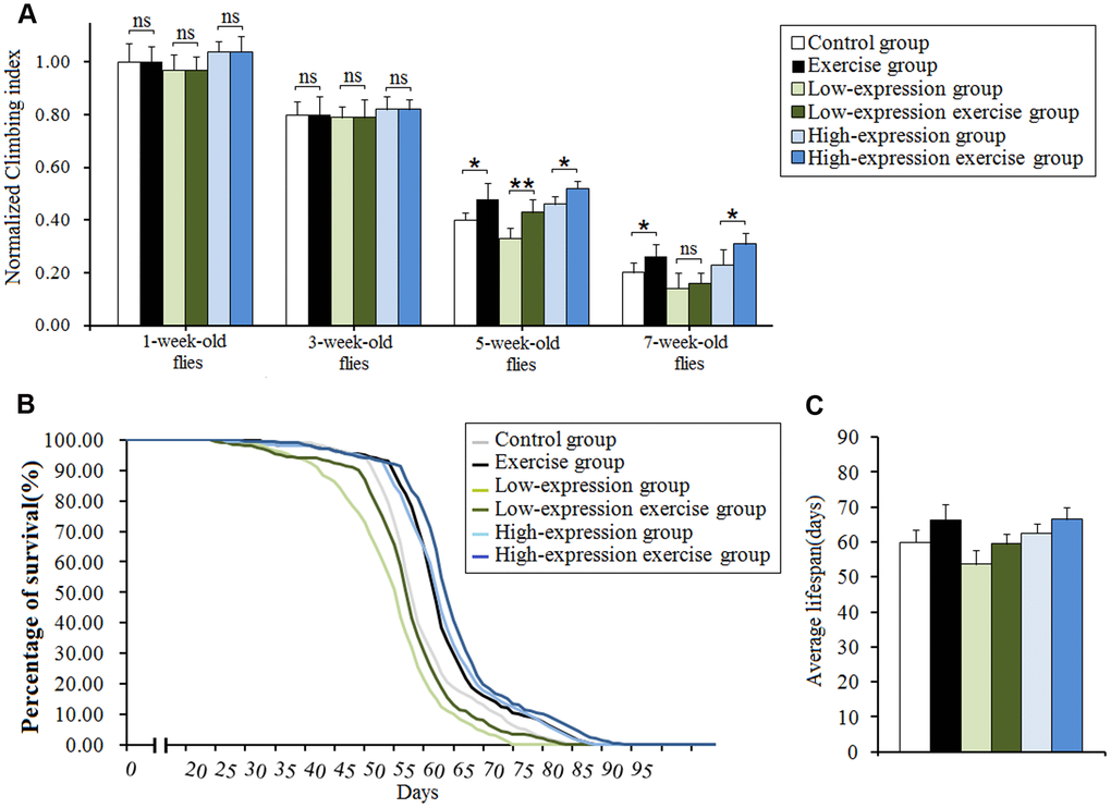 Effect of exercise and cardiac Sir2 on the climbing index and average lifespan in Drosophila. (A) The climbing index. The sample size was about 100 flies for each group. (B) The average lifespan. The sample size was 200–220 flies for each group. (C) Percents of survival curve. The rightmost curve represents the cardiac dSir2 overexpression combined with exercise group, of which flies had the longest lifespan. P-values for lifespan curves were calculated by the log-rank test. Data are represented as means ± SEM. *P; **P .