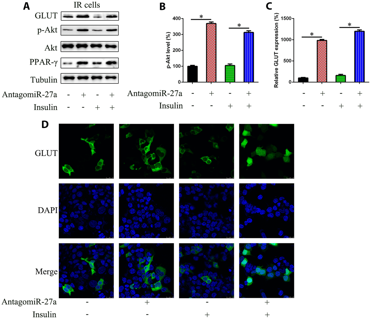 MiR-27a promotes insulin resistance and mediates glucose metabolism by ...