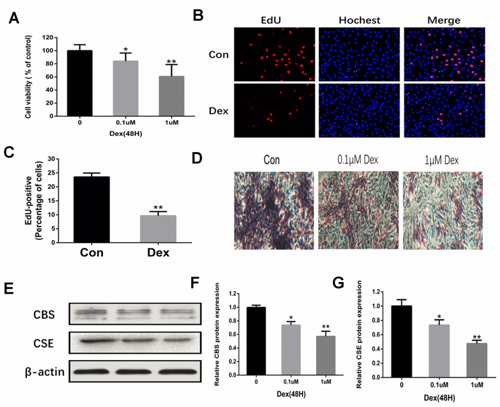 Inhibition of osteoblast proliferation and expression of CBS and CSE by Dex. (A) Cell viability of rat primary osteoblasts was measured by MTT after cells were treated with 10−7 and 10−6 M Dex for 48 h. n=3, **pB) Representative photomicrographs (x200) of EdU staining and corresponding total cell photomicrographs. Blue: Hoechst labeling of cell nuclei; red: EdU labeling of nuclei of proliferative cells. (C) Quantitative data showing the percentage of EdU-positive cells in different treatment groups (number of red vs number of blue nuclei). n=3, *pD) Dex inhibited osteogenic differentiation of primary osteoblasts in a dose-dependent manner, as evidenced by changes in mineralized matrix formation (ARS staining, day 14) (x100). (E–G) Western blot analysis showing that Dex decreased the levels of CBS and CSE in primary osteoblasts in a dose-dependent manner. n=3, *p