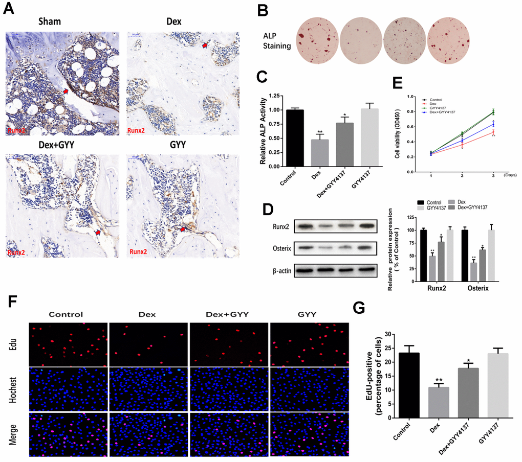 Hydrogen sulfide alleviated the inhibitory effect of osteoblast differentiation, proliferation, and survival by Dex. (A) Runx2 expression and localization (red arrow) in the distal end of intact femurs of each experimental group through immunohistochemistry. (Scale bars 50 μm). (B–C) As shown by ALP staining (day 7) (x20) and ALP activity detection (day 7), GYY4137 attenuated the effect of Dex on the inhibition of osteogenic differentiation in primary osteoblasts. (D) Western blot analysis of Runx2 and Osterix expression in rat primary osteoblasts pretreated with Dex and/or GYY4137. n=3, *pE) The proliferation of rat primary osteoblasts cells was measured by CCK8 assay after cells were treated with Dex and/or GYY4137 from day 1 to day 3. n=3, *pF) Representative photomicrographs (x200) of EdU staining (top panels) and corresponding total cell photomicrographs (middle panels). Blue: Hochest labeling of cell nuclei; red: EdU labeling of nuclei of proliferative cells. (G) Quantitative data showing the percentages of EdU-positive cells in different treatment groups (number of red versus number of blue nuclei). n=3, *p