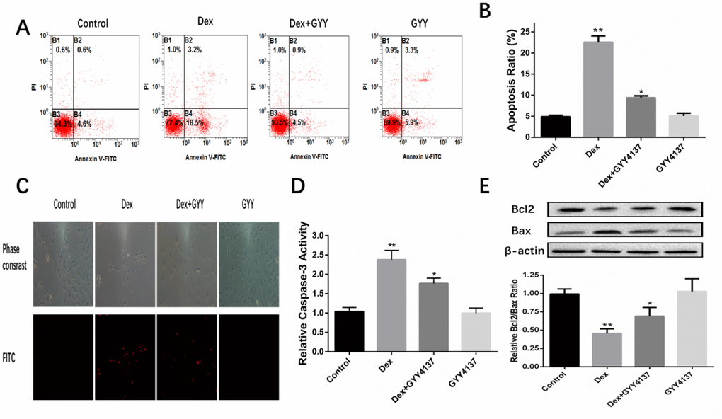 GYY4137 protected osteoblasts against Dex-induced cell apoptosis. (A) Cell apoptosis was detected by annexin V-fluorescein isothiocyanate/propidium iodide double staining and examined with a fluorescence-activated cell sorting flow cytometry analyzer. (B) The results of flow cytometric analysis are shown as percentages of positive. n=6, *pC) Cell apoptosis was detected by Hoechst 33342 staining in cells treated with vehicle, Dex, Dex +GYY4137 and GYY4137. Cells with condensed or fragmented nuclei were identified as apoptosis cells and counted based on nuclear condensation or fragmentation. (D) Caspase-3 activity was measured in primary osteoblast pretreated with Dex or/and GYY4137.n=6, *pE) BCL2 and BAX protein was analyzed by western blot for primary osteoblast pretreated with Dex or/and GYY4137. n=6, *p