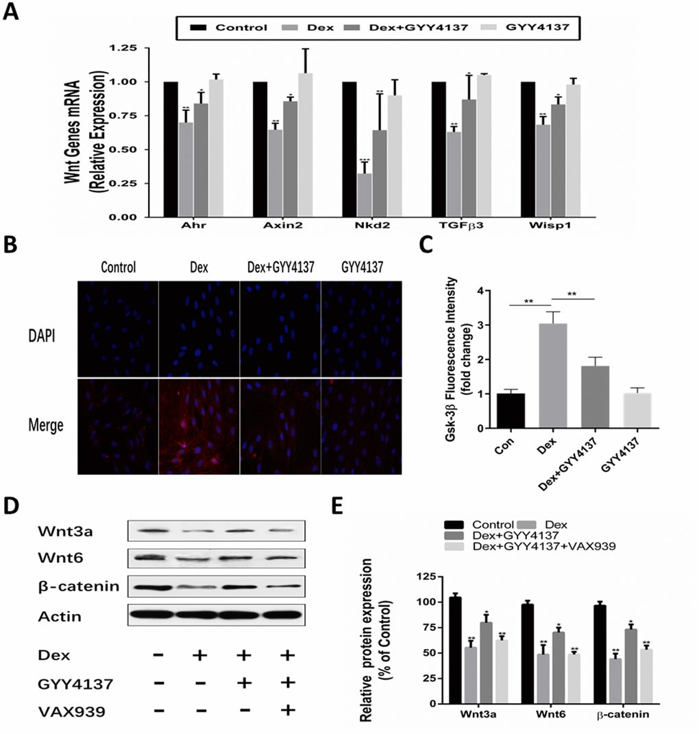 Involvement of the Wnt/β-catenin pathway in the protective effect of GYY4137 against Dex-induced osteoblast activities. (A) mRNA expression of Wnt-signaling target genes was measured in primary osteoblast pretreated with Dex or/and GYY4137. n=3, *pB–C) Immunofluorescence staining of the osteoblast after a 2-day incubation with Dex or/and GYY4137. (D–E) Effect of the wnt/β-catenin inhibitor on the protein expression of wnt3a, wnt6, β-catenin at 48hr with GYY4137 pretreatment in Dex-induced osteoblast activities. n=3, *p