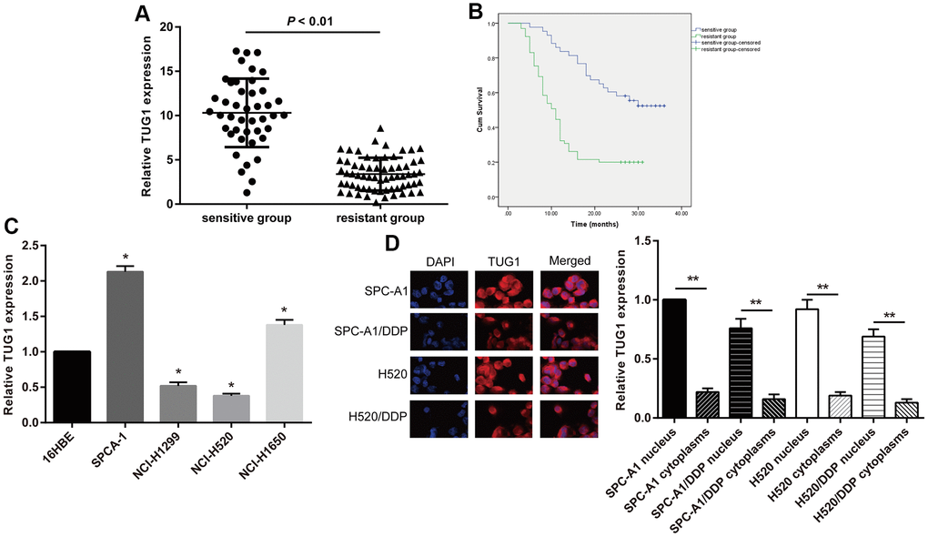 The TUG1 expression level and the intracellular localization. (A) The TUG1 expression level of NSCLC patients in the resistant and sensitive groups; (B) survival conditions of NSCLC patients in the resistant and sensitive groups; (C) expression level of TUG1 determined by qRT-PCR in NSCLC cells; (D) the intracellular localization by fluorescence in situ hybridization in NSCLC cells. ** p 