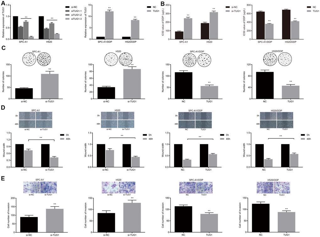 Overexpression of TUG1 enhanced the sensitivity of NSCLC cells to DDP. (A) the expression level of TUG1 after transfection of pcDNA-TUG1 and si-TUG1 detected by qRT-PCR; (B) the IC50 values of DDP in SPC-A1 cells and H520 cells transfected with si-TUG1 and SPC-A1/DDP and H520/DDP cells transfected with pcDNA-TUG1; (C) colony forming ability of transfected cells in each group under DDP treatment detected by colony formation assay; (D) migration ability of transfected cells in each group under DDP treatment detected by scratch test; (E) the invasive ability of transfected cells in each group detected by Transwell assay; ** p 
