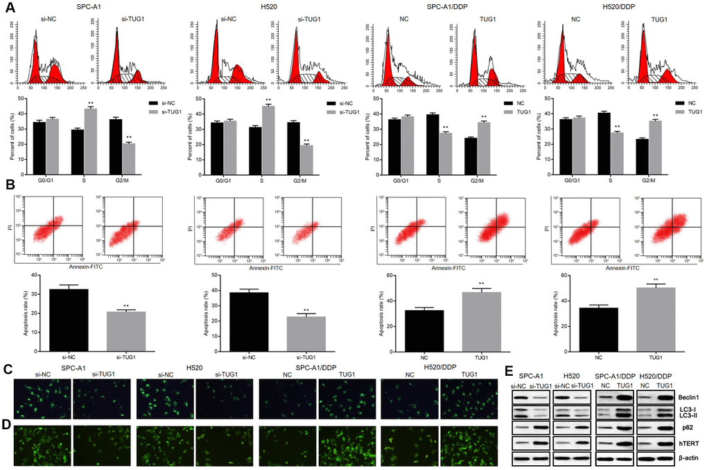 Overexpression of TUG1 enhanced the apoptosis, autophagy and senescence of NSCLC cells in response to DDP. (A) the effect of TUG1 on the cell cycle distribution of NSCLC cells; (B) the effect of TUG1 on apoptosis of NSCLC cells; (C) GFP-LC fusion protein tagging detection of autophagosome formation; (D) MDC staining to detect formation of autophagic vacuoles; (E) expression of autophagy-related proteins and cell senescence-related protein hTERT determined by Western blot analysis, normalized to β-actin. ** p 