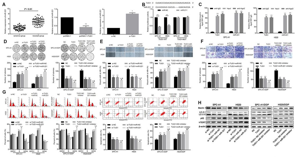 Relationship between TUG1 and miR-221 and their effects on chemoresistance in NSCLC. (A) the expression level of miR-221 in the sensitive group and the resistant group and the relationship with TUG1; (B) the dual luciferase reporter assay to verify the targeting relationship of TUG1 and miR-221; (C) RIP analysis with the Ago2 antibody, and then quantitative analysis of TUG1 and miR221 by qRT-PCR; (D) colony formation to detect the effect of TUG1 and miR-221 on cell colony formation ability; (E) scratch test to detect the effect of TUG1 and miR-221 on cell migration ability; (F) Transwell invasion assay to detect the effect of TUG1 and miR-221 on the cell invasive ability; (G) flow cytometry to detect the effects of TUG1 and miR-221 on cell cycle and apoptosis; (H) expression of autophagy-related proteins and cell senescence-related protein hTERT determined by Western blot analysis, normalized to β-actin. * p p p p 