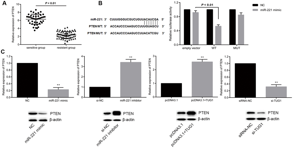 miR-221 targets PTEN and PTEN is positively regulated by TUG1. (A) PTEN expression level in the sensitive and resistant groups of NSCLC; (B) dual luciferase report assay to verify the targeting relationship between miR-221 and PTEN; (C) regulation of miR-221 and TUG1 to PTEN expression level. * p p 