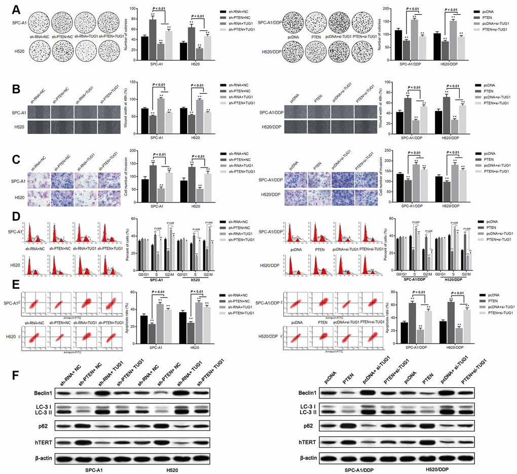 Overexpression of TUG1 promotes sensitivity of NSCLC cells by positively regulating PTEN. (A) colony formation assay to detect the effect of TUG1 and PTEN on cell colony formation ability; (B) scratch test to detect the effect of TUG1 and PTEN on cell migration ability; (C) Transwell invasion assay to detect the effect of TUG1 and PTEN on cell invasion ability; (D) flow cytometry to detect the effect of TUG1 and PTEN on cell cycle; (E) flow cytometry to detect the effect of TUG1 and PTEN on cell apoptosis; (F) expression of autophagy-related proteins and cell senescence-related protein hTERT determined by Western blot analysis, normalized to β-actin. * p p 