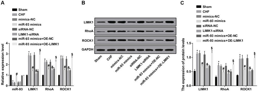 LIMK1, RhoA and ROCK1 mRNA expression was inhibited by up-regulation of miR-93. (A) miR-93, LIMK1, RhoA and ROCK1 expression levels in myocardial tissues of each group by RT-qPCR; (B) Protein bands of LIMK1, RhoA and ROCK1 in myocardial tissues; (C) LIMK1, RhoA and ROCK1 protein expression in myocardial tissues of all group by western blot assay; * P P P P 