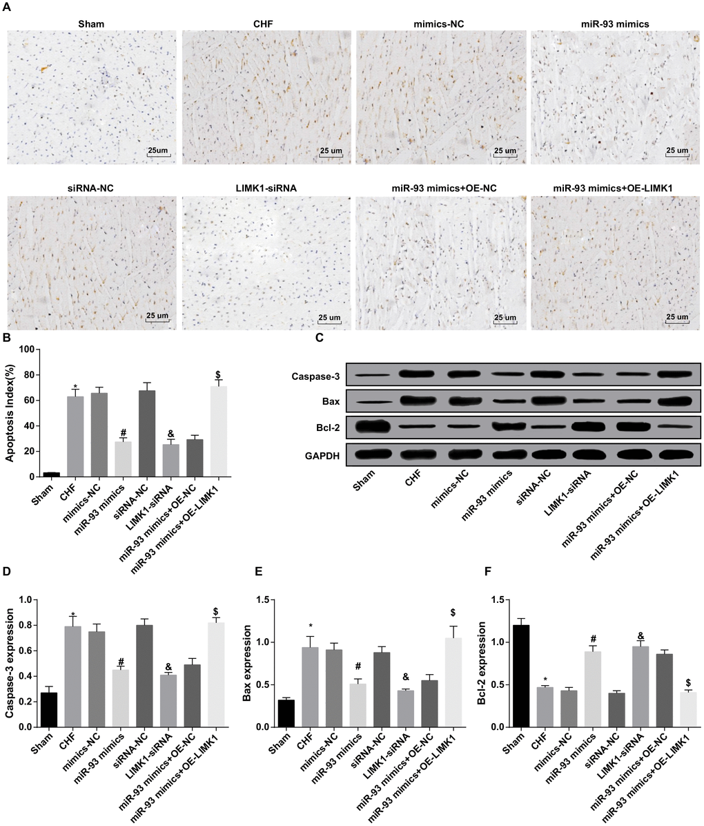 Cleaved caspase-3 and Bax levels were inhibited and Bcl-2 level was promoted by up-regulation of miR-93 or downregulation of LIMK1. (A) TUNEL staining was used to observe the apoptosis of cardiomyocytes in each group (× 400, scale bar 25 μm); (B) Apoptosis index of cardiomyocytes in each group; (C) Protein bands of Cleaved caspase-3, Bax, and Bcl-2 protein in myocardial tissues of each group; (D) Protein expression of Cleaved caspase-3 in myocardial tissue of each group; (E) Protein expression of Bax in myocardial tissues of rats in each group; (F) Protein expression of Bcl-2 in myocardial tissues of each group; *P P P P 