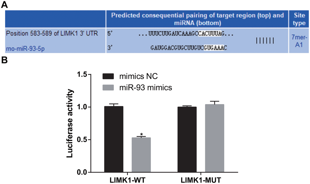 LIMK1 was verified as a direct target gene of miR-93. (A) Online software predicted the binding site of miR-93 and LIMK1; (B) Luciferase activity assay verified the targeting relationship between miR-93 and LIMK1; *P 