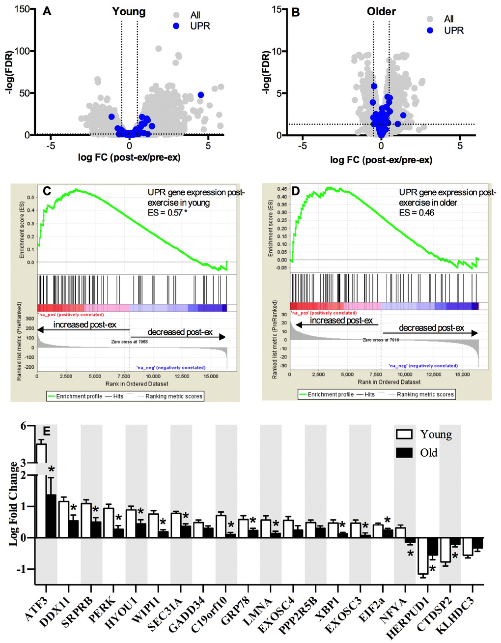 Pathway analysis of the unfolded protein response mRNA transcripts post-exercise. The unfolded protein response (UPR) in skeletal muscle volcano plots of mRNA expressed as a log fold change from baseline to 18h post-exercise in young (A) and older (B) adults. The x-axis represents the log fold change, while y-axis represents the –log FDR-value for each gene. Dotted vertical lines represent the threshold for statistical significance (FDR  1.303). Gene set enrichment analysis (GSEA) was performed using Broad’s GSEA software for 72 genes related to UPR pathway and revealed a significantly greater upregulation of the UPR pathway between rest and 18h post-exercise in young (C) compared to older (D) adults (FDR E) UPR up- and down-regulated mRNAs significantly altered (FDR NS = not significantly altered.