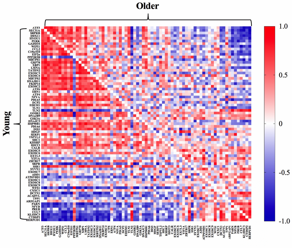 Pathway activation analysis demonstrated a stronger coordinated response of gene transcripts associated with the UPR post-exercise in young (bottom left) compared to older (upper right) adults. The correlation matrix heat maps demonstrate significant positive (dark red) and negative (dark blue) relationships between the fold-change from baseline to 18h post-exercise for the individual gene transcripts associated with the UPR pathway in young and older adults.