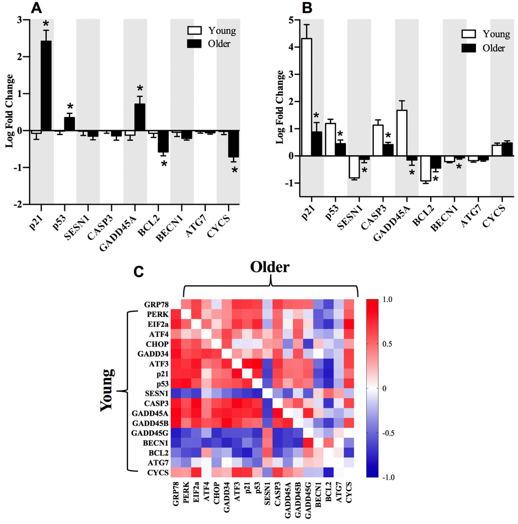 Selected gene transcripts associated with p53/p21 axis of autophagy and the relationship to the PERK arm of the UPR. Gene transcripts associated with p53/p21 axis are elevated at baseline (A) and decreased 18h post-exercise (B) in older compared to younger adults. Correlations between gene transcripts associated with the PERK arm of the UPR and p53/p21 axis post-exercise (C) in young (bottom left) compared to older (upper right) adults. The correlation matrix heat maps demonstrate significant positive (dark red) and negative (dark blue) relationships between the fold-change from baseline to 18h post-exercise for the individual gene transcripts associated with the UPR pathway in young and older adults. *Significantly (p ≤ 0.05) different between groups. Data bars are presented as mean ± SEM.