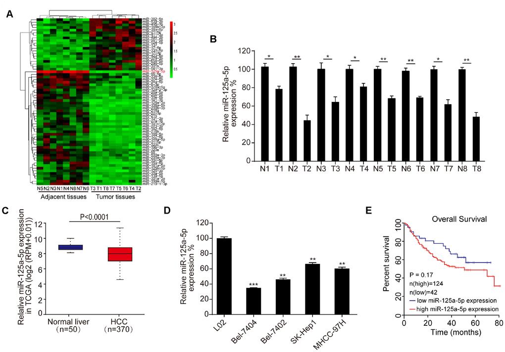 miR-125a-5p is down-regulated in HCC tissues and cells. (A) Heat map of differentially expressed miRNAs in eight matched pairs of HCC tissues and adjacent normal tissues. (B) qRT-PCR indicated that miR-125a-5p expression was down-regulated in HCC tissues compared to the adjacent normal tissues. Student’s t-test, mean ± SD, *PPC) miR-125a-5p expression was down-regulated in HCC tumor tissues compared to adjacent normal tissues in TCGA in Starbase. (D) qRT-PCR indicated that miR-125a-5p expression was lower in HCC cell lines (Bel-7404, SK-Hep1, Bel-7404, and MHCC-97H) than in a normal liver cell line (L02). Student’s t-test, mean ± SD, **PPE) Kaplan-Meier curves indicated that overall survival of HCC patients was not associated with miR-125a-5p expression level in Kaplan Meier Plotter.
