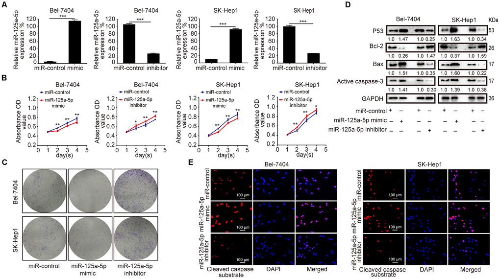 miR-125a-5p suppresses proliferation and induces apoptosis in HCC cells in vitro. (A) qRT-PCR showed that miR-125a-5p was up-regulated after transfection with mimics and down-regulated after transfection with inhibitors in Bel-7404 and SK-Hep1 cells. Student’s t-test, mean ± SD, ***PB and C) Cell proliferation ability was assessed using CCK8 and colony formation assays in transfected Bel-7404 and SK-Hep1 cells. Two-way ANOVA, mean ± SD, *PPD) Western blots were used to analyze the expression of p53, Bax, Bcl-2, and active caspase-3 after transfection in Bel-7404 and SK-Hep1 cells. (E) Immunofluorescence staining of cleaved caspase substrate was detected after transfection in Bel-7404 and SK-Hep1 cells. Scale bars: 100μm.