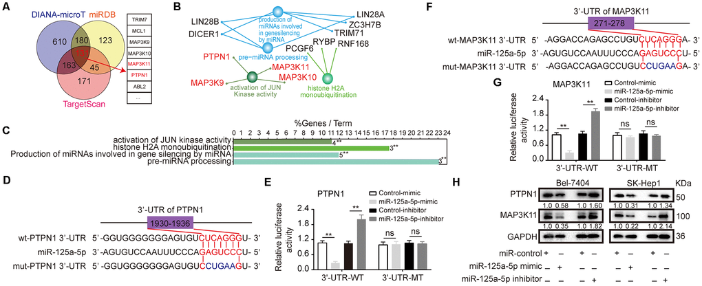PTPN1 and MAP3K11 are direct targets of miR-125a-5p in HCC. (A) Three target prediction databases were used to predict the targets of miR-125a-5p; 131 common elements were identified. (B and C) These 131 target genes were analyzed with ClueGO and CluePedia in Cytoscape. (D and F) miR-125a-5p and its putative binding sequences in the 3′-UTRs of PTPN1 and MAP3K11. (E and G) miR-125a-5p overexpression inhibited, while knockdown increased, luciferase activity of the wild-type (WT), but not mutant (MT), PTPN1 or MAP3K11 3′-UTRs. Student’s t-test, mean ± SD, **PH) PTPN1 and MAP3K11 protein expression was assessed via Western blot in transfected Bel-7404 and SK-Hep1 cells.