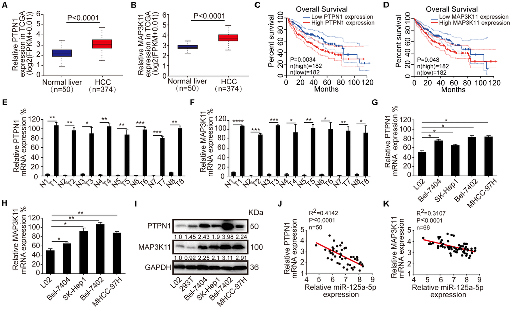 PTPN1 and MAP3K11 are up-regulated and negatively correlated with the expression of miR-125a-5p in HCC. (A and B) PTPN1 and MAP3K11 were up-regulated in TCGA in Starbase. (C and D) High expression of PTPN1 and MAP3K11 was associated with poorer overall survival in the GEPIA database. (E and F) qRT-PCR indicated that PTPN1 and MAP3K11 were up-regulated in the eight matched pairs of HCC tissues compared to the adjacent normal tissues. Student’s t-test, mean ± SD, *PPPPG–I) qRT-PCR and Western blots indicated that PTPN1 and MAP3K11 were up-regulated in HCC cell lines. One-way ANOVA, mean ± SD, *PPJ and K) Spearman correlation analysis showed that miR-125a-5p expression was negatively correlated with PTPN1 and MAP3K11 expression.