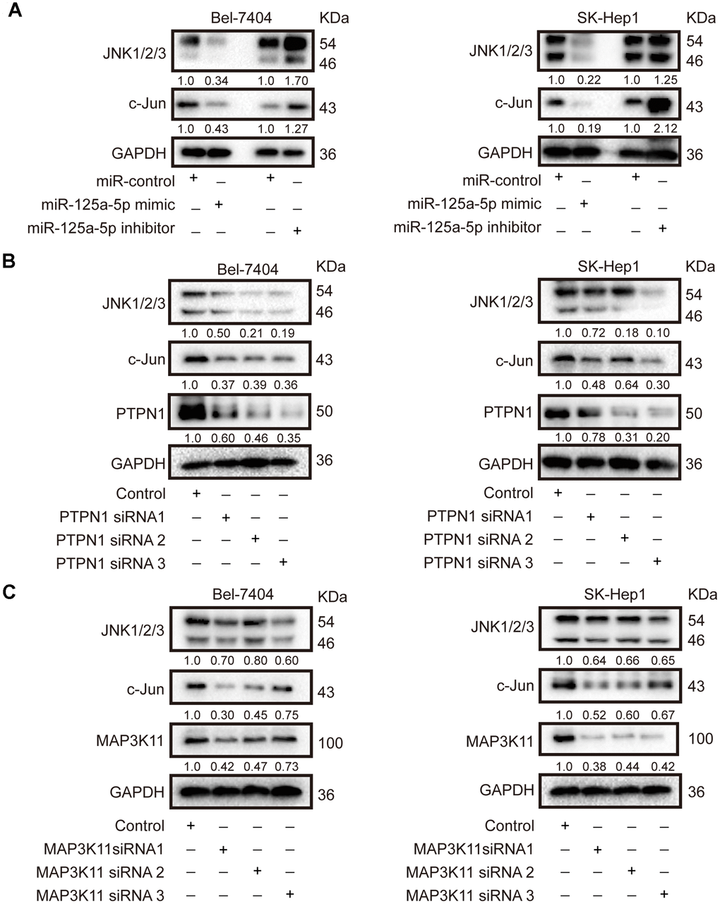 miR-125a-5p suppresses PTPN1 and MAP3K11 expression via the MAPK signaling pathway in HCC. (A) Western blots indicated that miR-125a-5p overexpression reduced, while miR-125a-5p knockdown increased, the expression of JNK1/2/3 and c-Jun in Bel-7404 and SK-Hep1 cells. (B and C) Western blots showed that PTPN1 and MAP3K11 knockdown decreased the expression of JNK1/2/3 and c-Jun in Bel-7404 and SK-Hep1 cells.