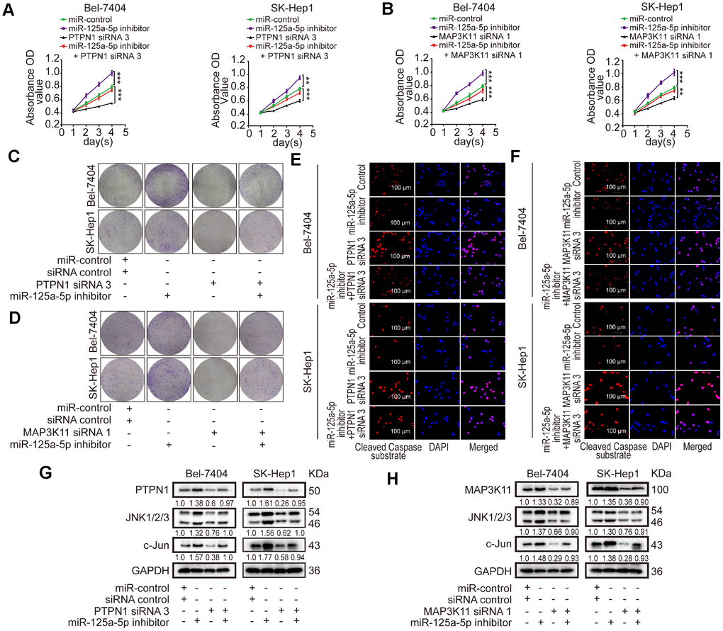 miR-125a-5p suppresses cell proliferation and induces apoptosis in HCC by targeting PTPN1 and MAP3K11 via the MAPK signaling pathway. (A–D) Cell proliferation ability was assessed using CCK8 and colony formation assays after Bel-7404 and SK-Hep1 cells were transfected with miR-control, miR-125a-5p inhibitors, PTPN1 siRNA 3, or MAP3K11 siRNA 1. Two-way ANOVA, mean ± SD, **PPE and F) Immunofluorescence staining of cleaved caspase substrate was detected after transfection in Bel-7404 and SK-Hep1 cells. Scale bars: 100μm. (G and H) Expression of PTPN1, MAP3K11, JNK1/2/3, and c-Jun was examined in transfected Bel-7404 and SK-Hep1 cells using Western blots.