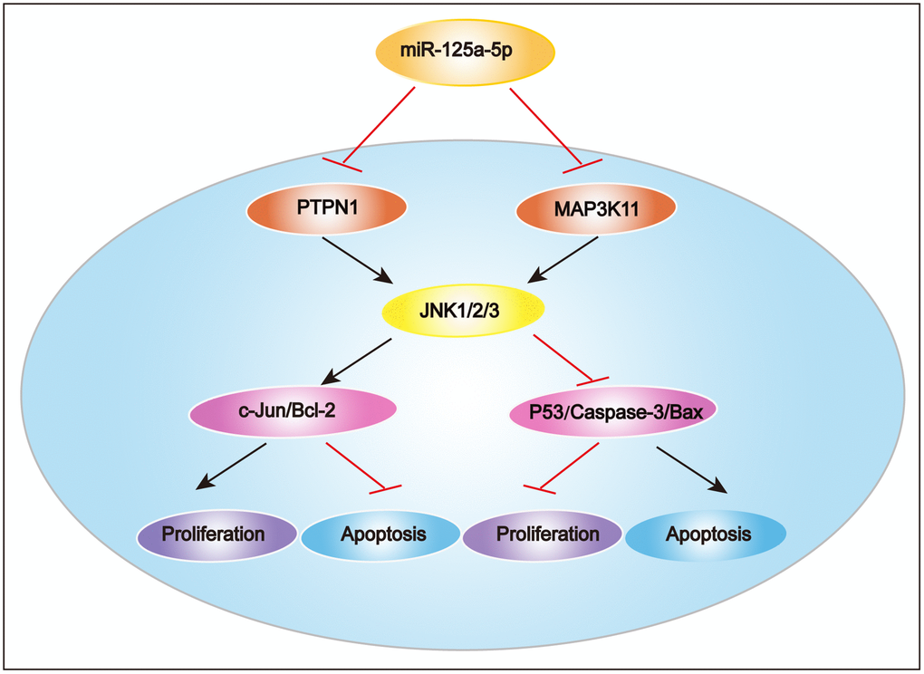 Proposed mechanism of miR-125a-5p function in HCC. miR-125a-5p inhibits HCC cell proliferation and induces cell apoptosis by directly targeting PTPN1 and MAP3K11 via the MAPK signaling pathway.